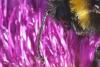 Bombus vestalis